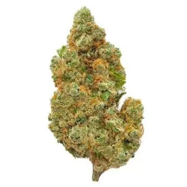 Amnesia Haze Hidro - GREENFARMA