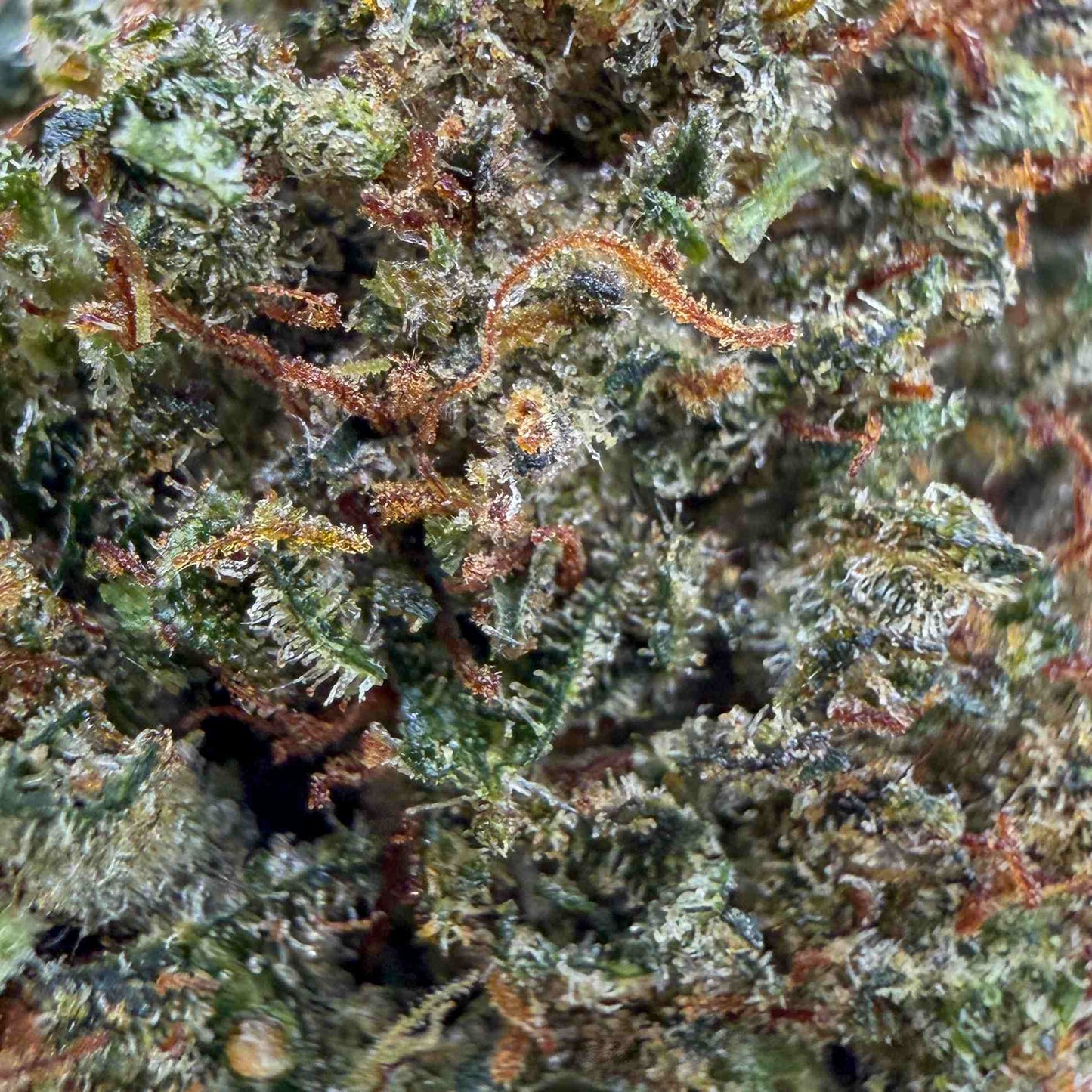 LEMON CHERRY THCX 2.0 - Big Bud - Indoor - CALI - Flores CBD - GREENFARMA - cbd -