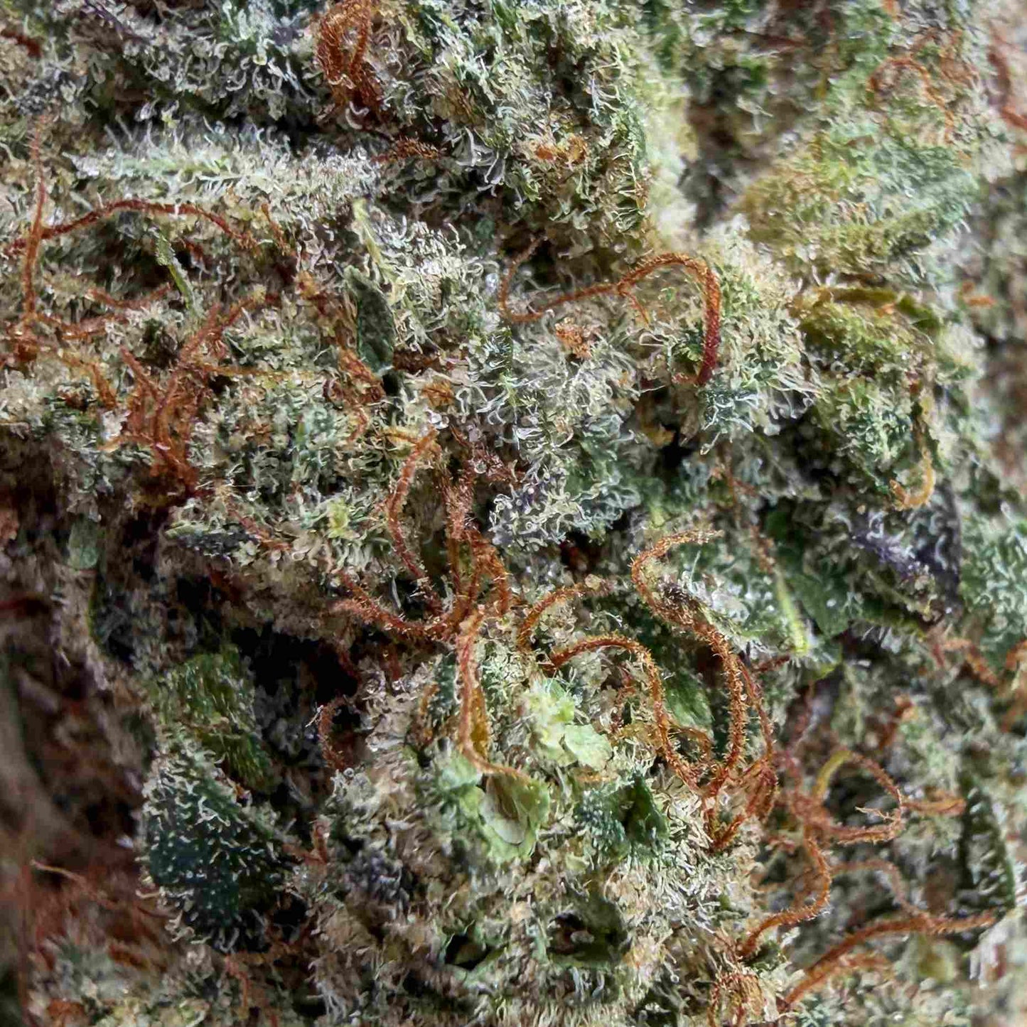 SUNSET SHERBET - Indoor - Bud Mix - Flores CBD - GREENFARMA - cbd -