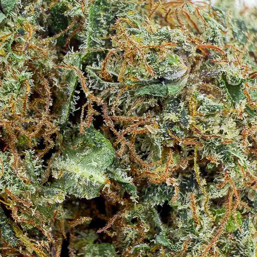 🌌 SKYWALKER OG - BIG BUD - Indoor (CALI) - GREENFARMA