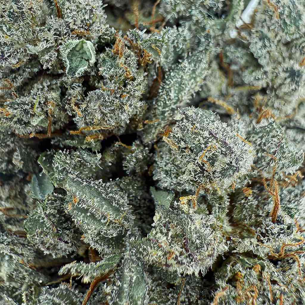 🌿 SOUR DIESEL - Big Bud - Indoor (CALI) - GREENFARMA