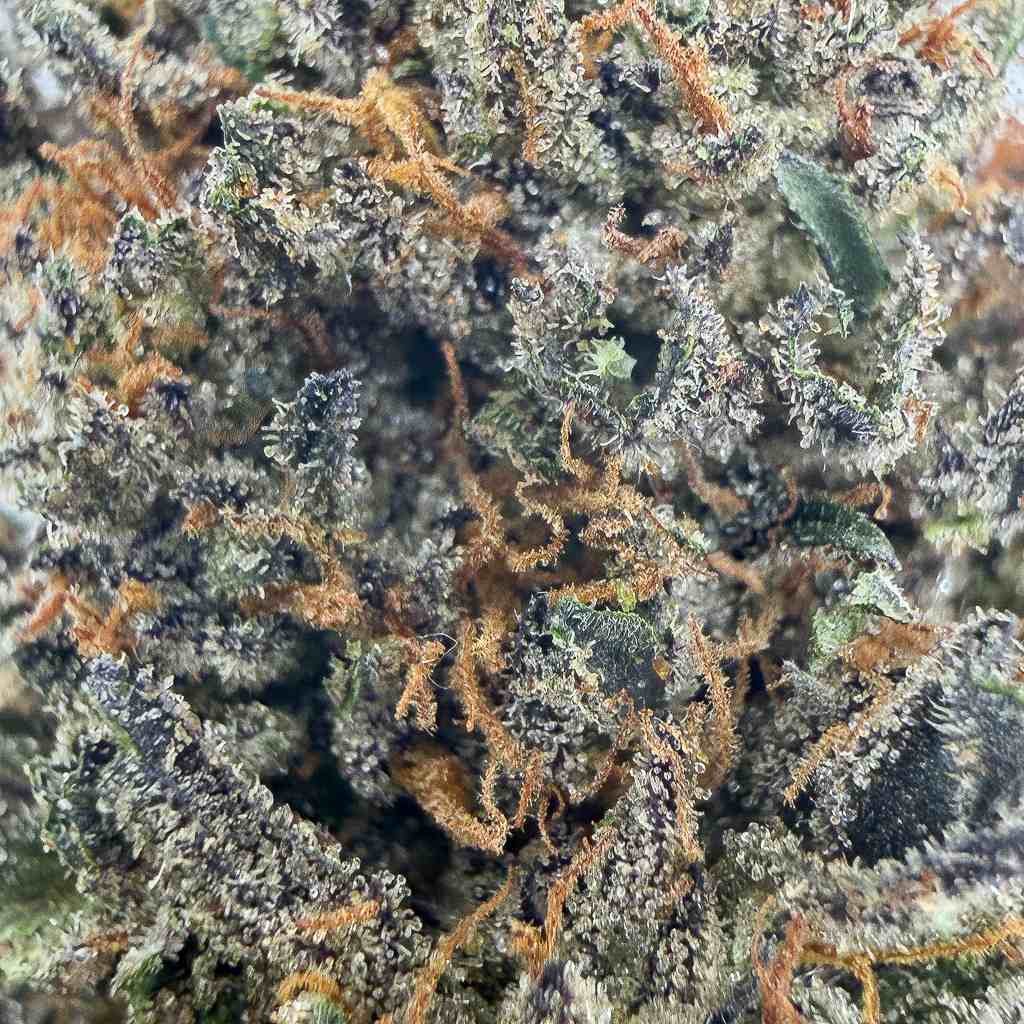 đ BLACKBERRY KUSH - Glass - House (CALI) - GREENFARMA