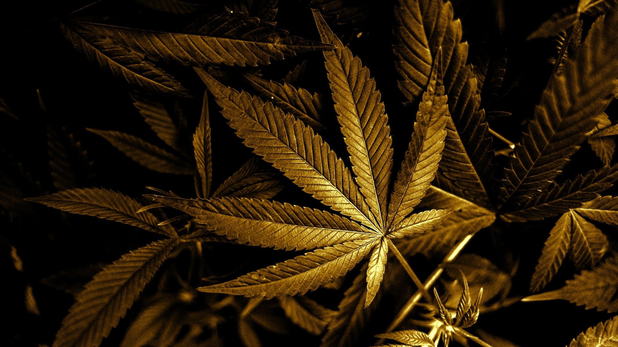 goldbar-leafs.jpg__PID:3592c568-f3e4-414b-80e1-71e8a910c097