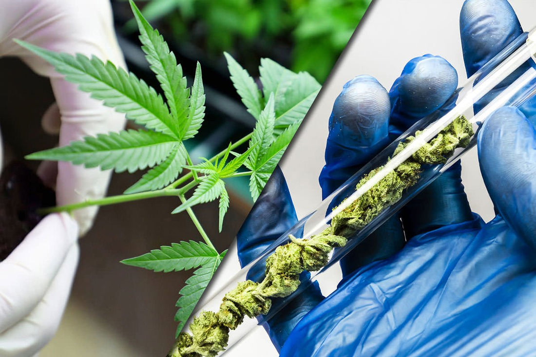 BENEFICIOS Y PROPIEDADES TERAPEUTICAS DEL CBD - GREENFARMA