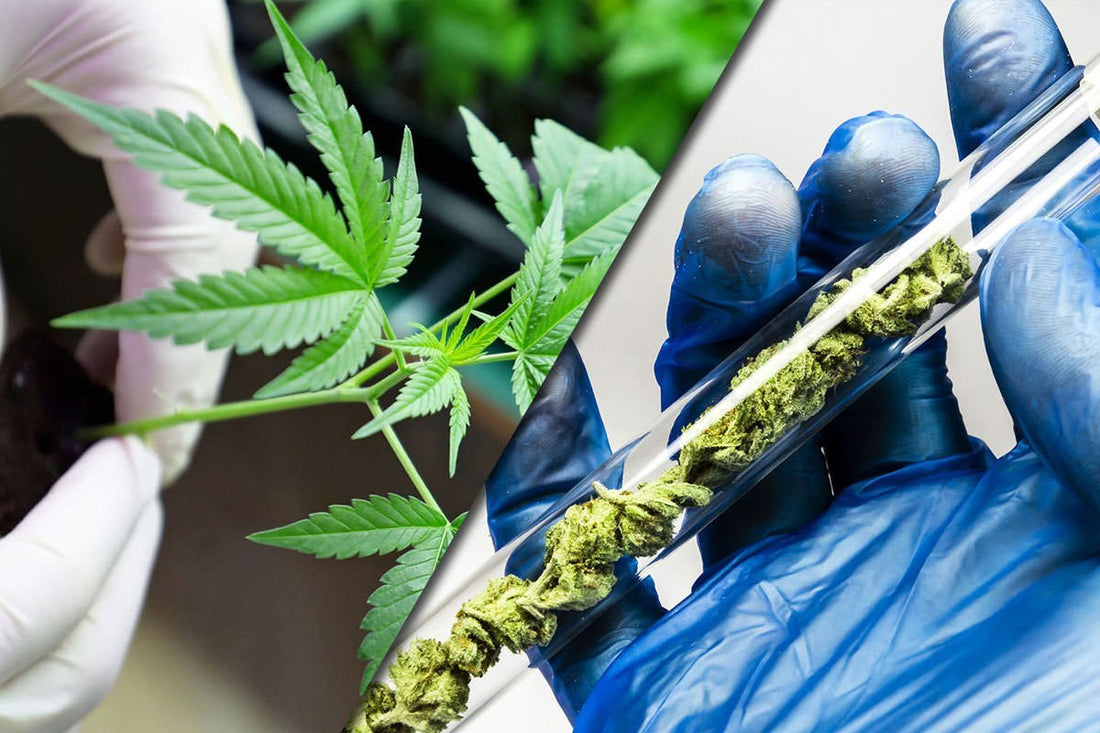 BENEFICIOS Y PROPIEDADES TERAPEUTICAS DEL CBD - GREENFARMA