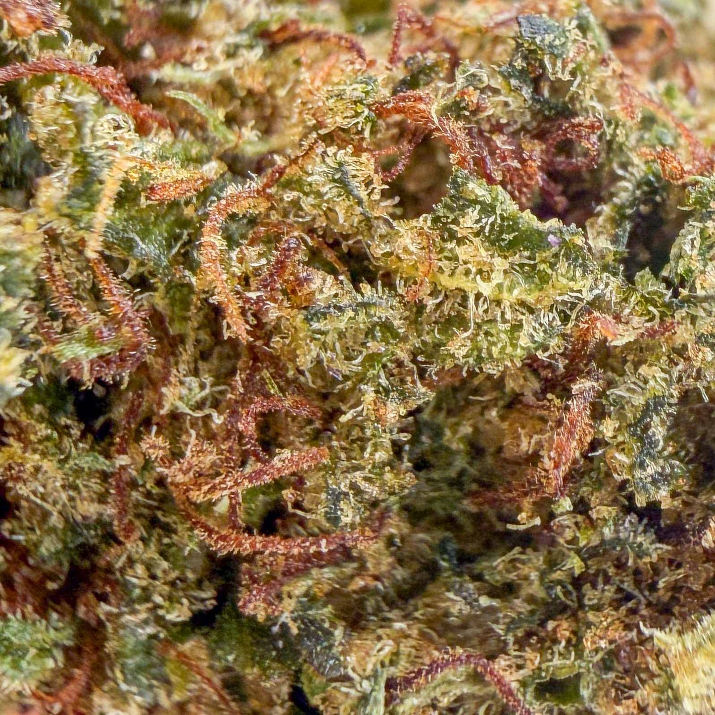 HARLEQUIN N