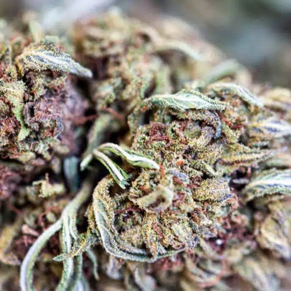 JACK HERER - Green House - Big Buds - Flores CBD - GREENFARMA - cbd - 