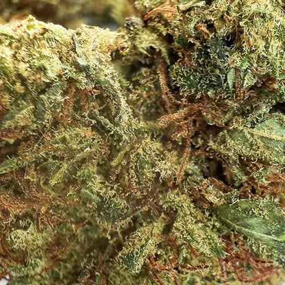 GELATO - THCX 2.0 - GlassHouse – Small Bud | Flor THCX Premium - Flores CBD - GREENFARMA - cbd - 