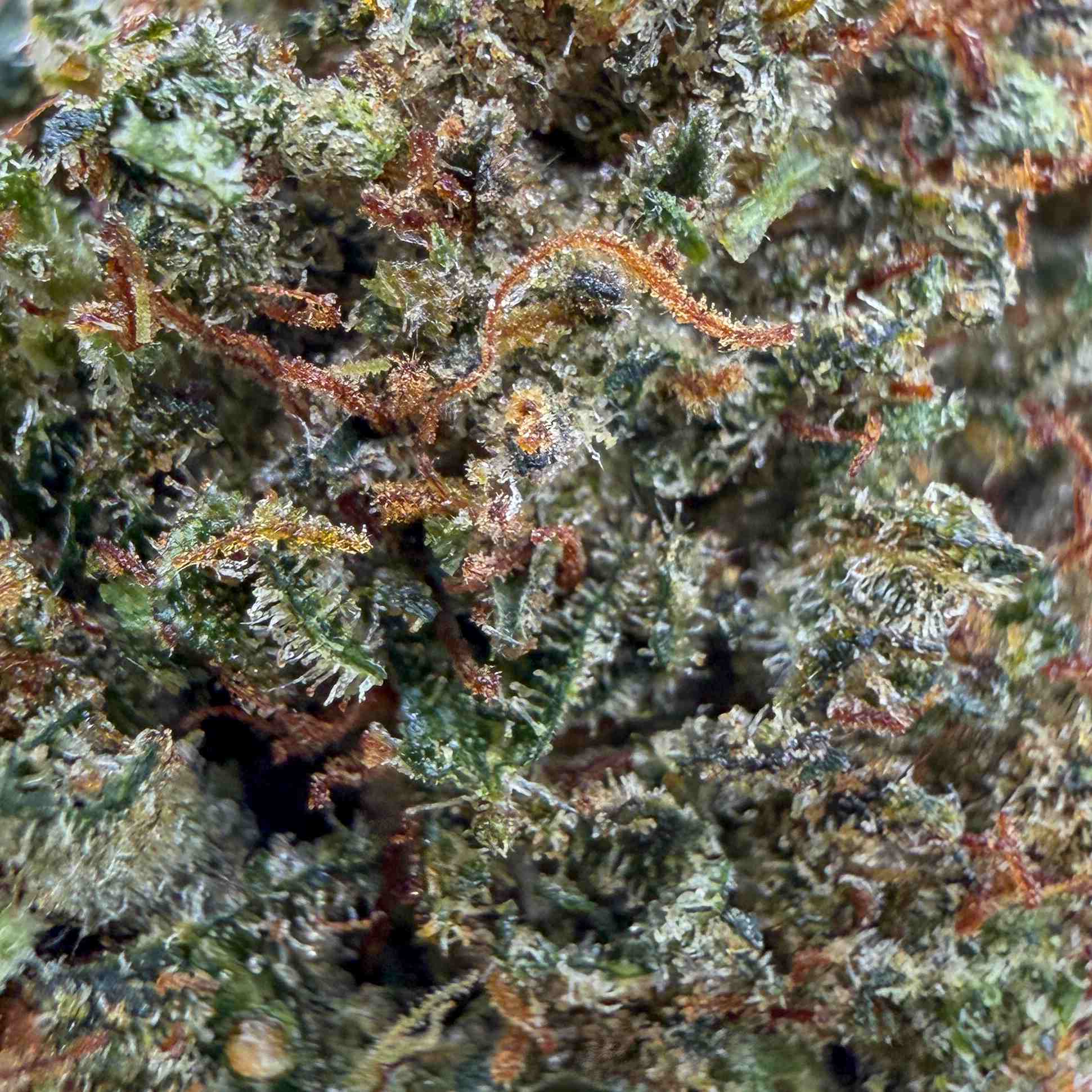 LEMON CHERRY THCX 2.0 - Big Bud - Indoor - CALI - Flores CBD - GREENFARMA - cbd - 