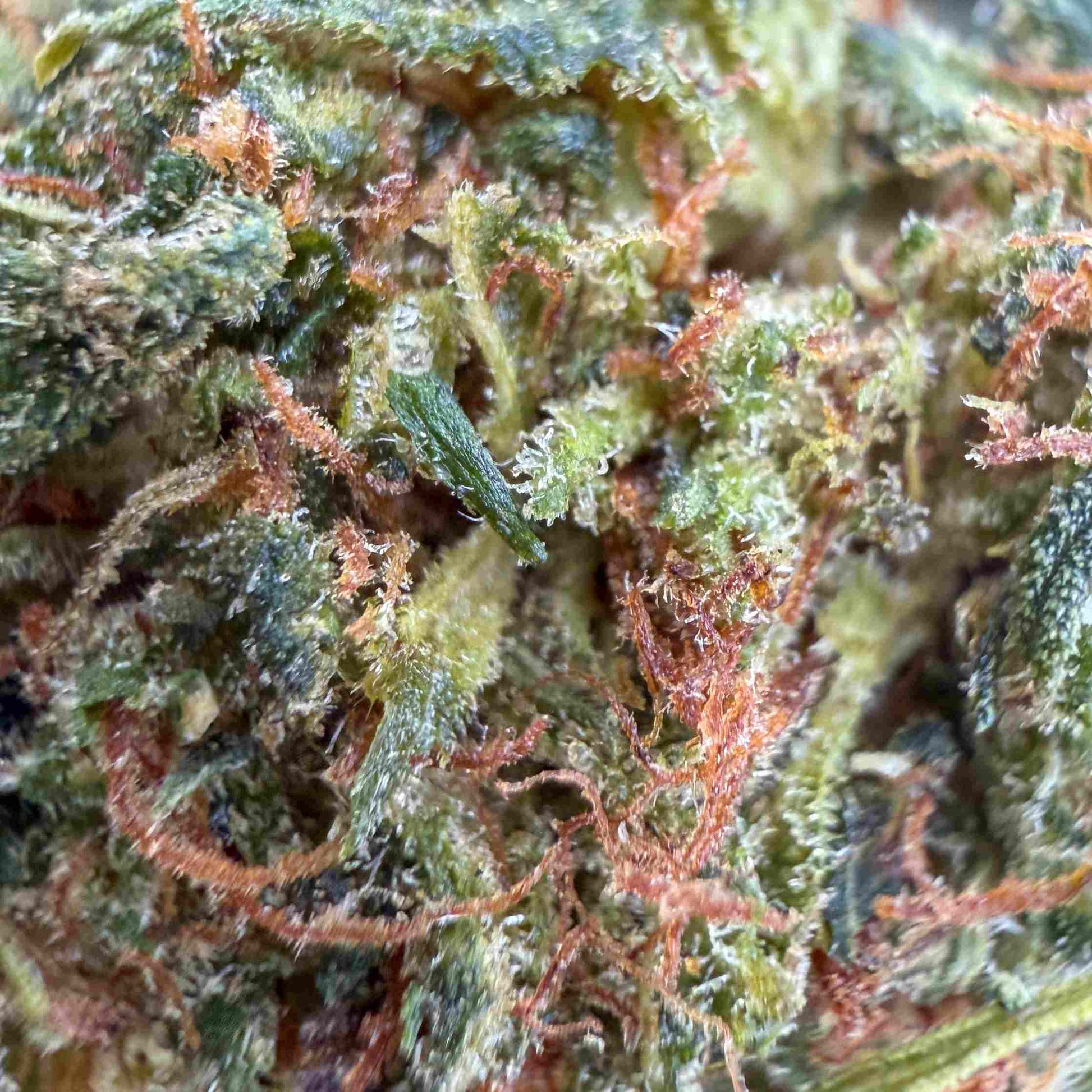 LEMON CURD THCX 60% - Flores CBD - GREENFARMA - cbd - 
