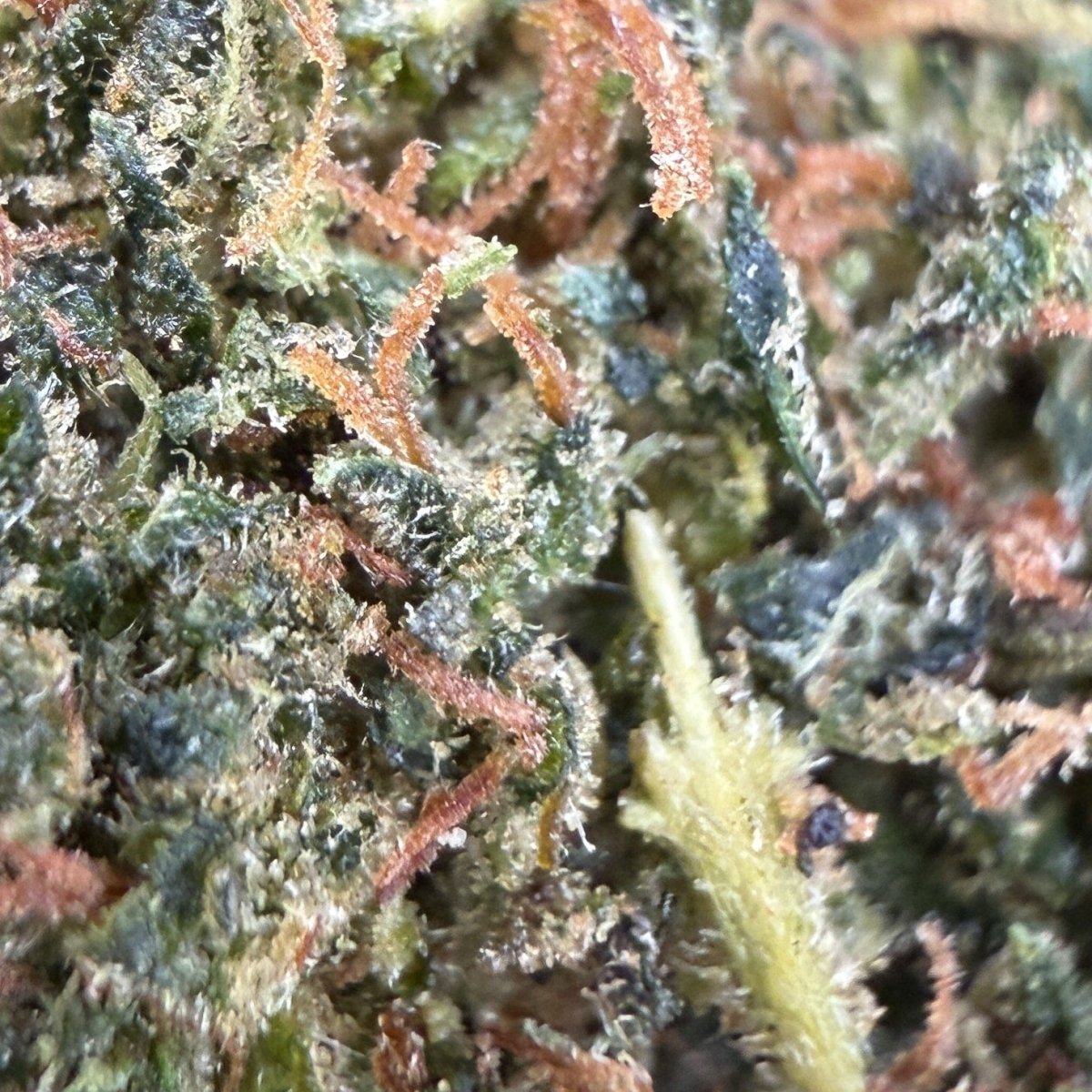 SUPER SKUNK THCX 60% - Flores CBD - GREENFARMA - cbd - 