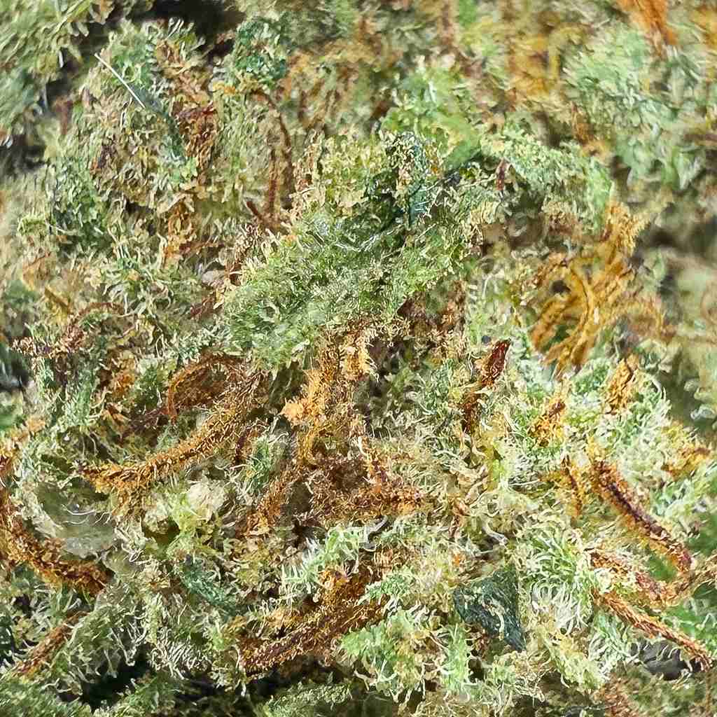 BERRY CHEESE - THCX 2.0 - GREENFARMA