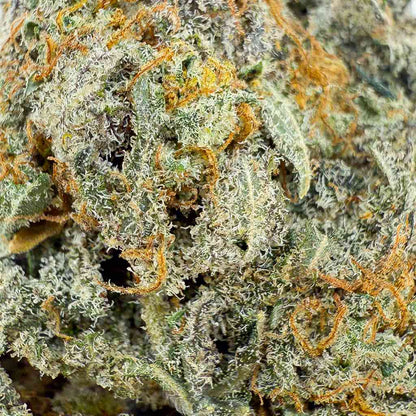 🌿 BUTTERCREAM GELATO - Indoor (CALI) - GREENFARMA