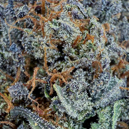 RED RUNTZ - Big Bud - Indoor (CALI) - GREENFARMA