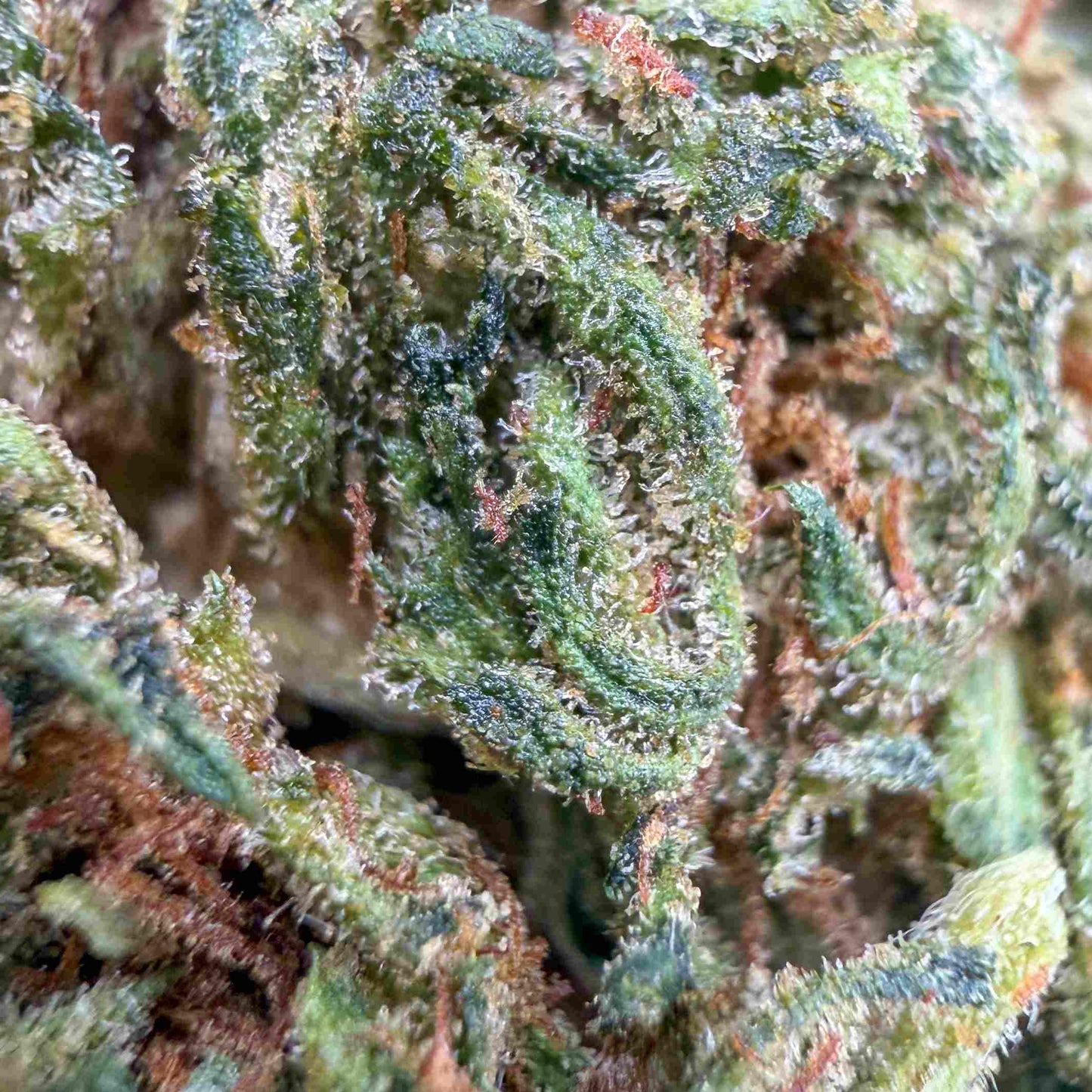 COSMIC COOKIE THCX 2.0 - 60%