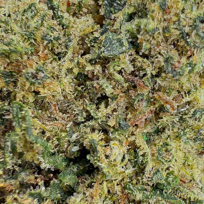 🍬 ZKITTLEZ - THCX 2.0 - Indoor - GREENFARMA