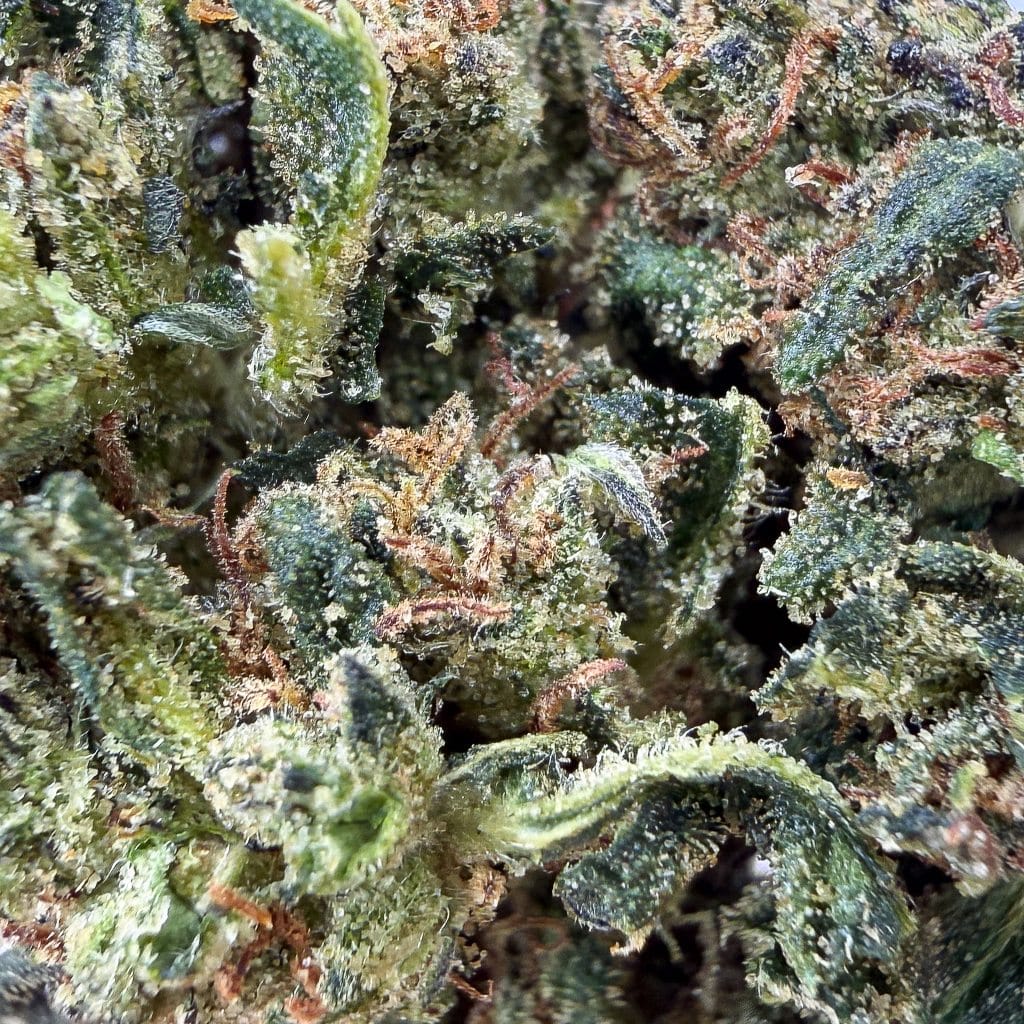 LEMON ORANGE THCX 60% - BudMix - Flores CBD - GREENFARMA - cbd - 