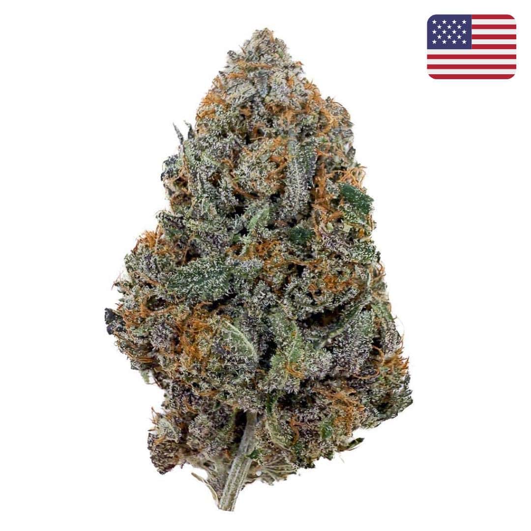 RED RUNTZ - Big Bud - Indoor (CALI) - GREENFARMA