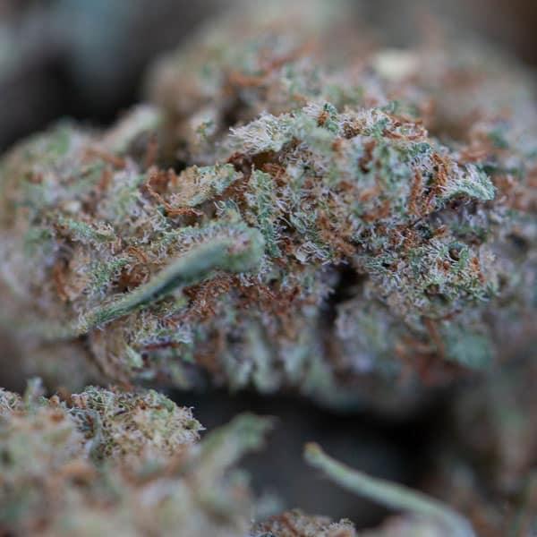 SUPER LEMON HAZE - Glass House - Flores CBD - GREENFARMA - cbd - 