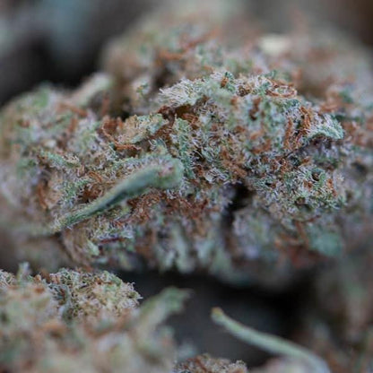 SUPER LEMON HAZE - Glass House - Flores CBD - GREENFARMA - cbd - 