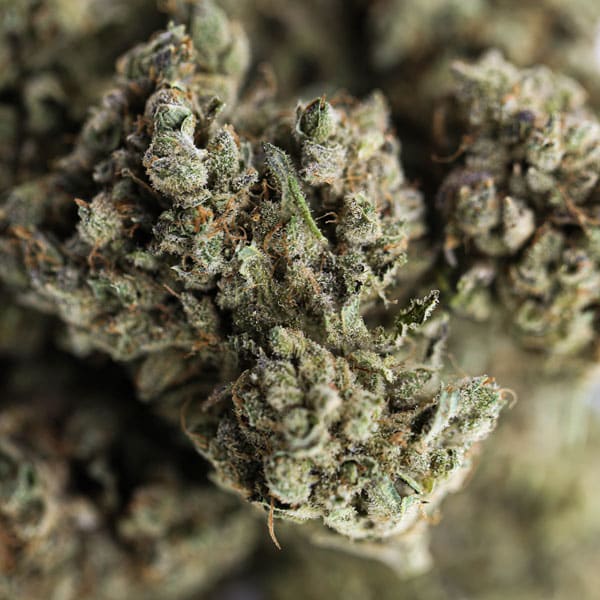 CHARLOTTE'S ANGELS - Hidro