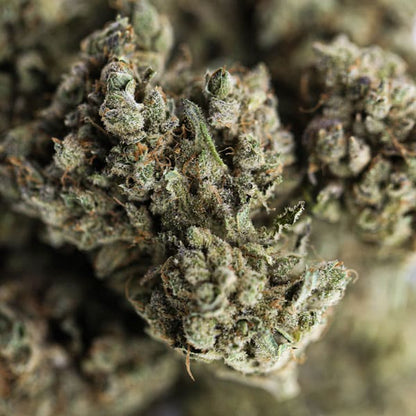 CHARLOTTE'S ANGELS - Hidro