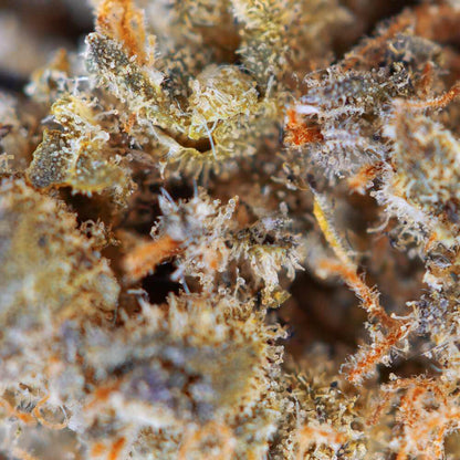 fLOR DE CBD-BERRY CHEESE-THCX