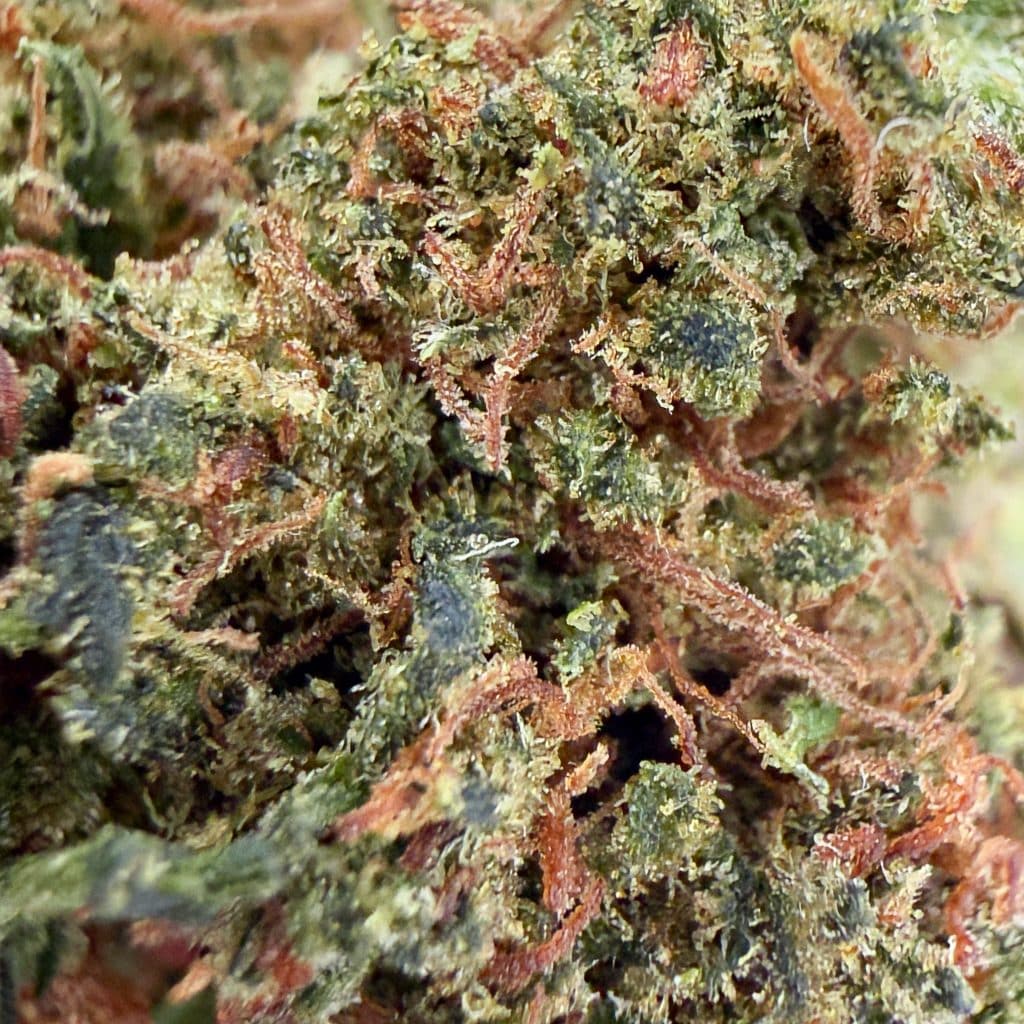 AK47 - Neo