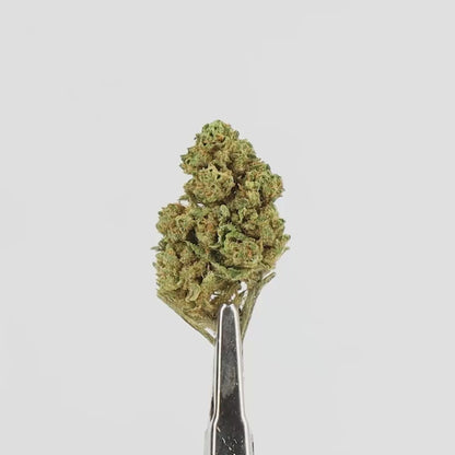 LEMONADE - INDOOR